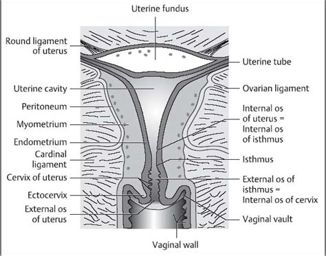 vagina zeichnen|Vaginal Canal Anatomy Illustration